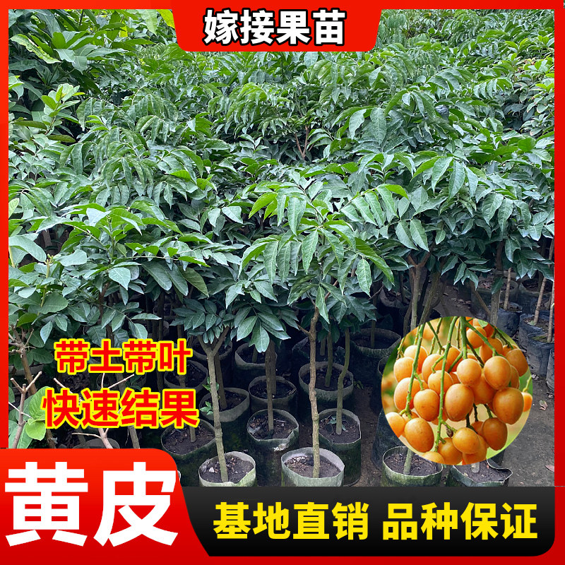 无核黄皮南方种植盆栽地栽果树苗