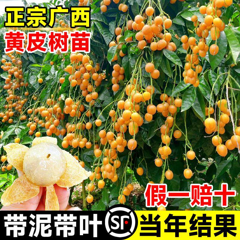 广西鸡心黄皮果树果苗纯甜正宗大苗带土带叶种植南方盆栽庭院地栽