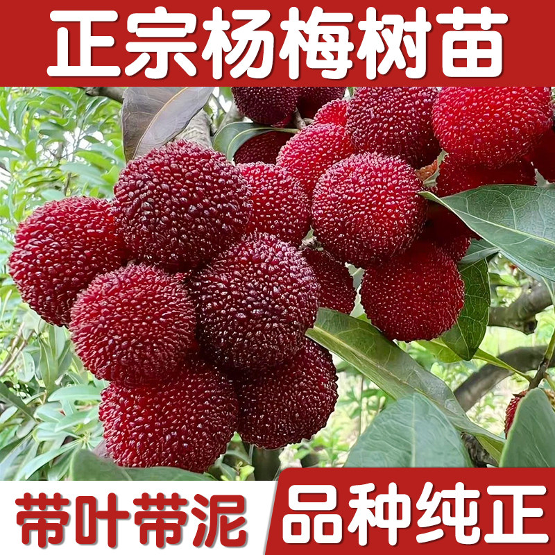 正宗嫁接东魁杨梅树苗耐寒南北方种植盆荸荠六月黑炭地栽大水果木