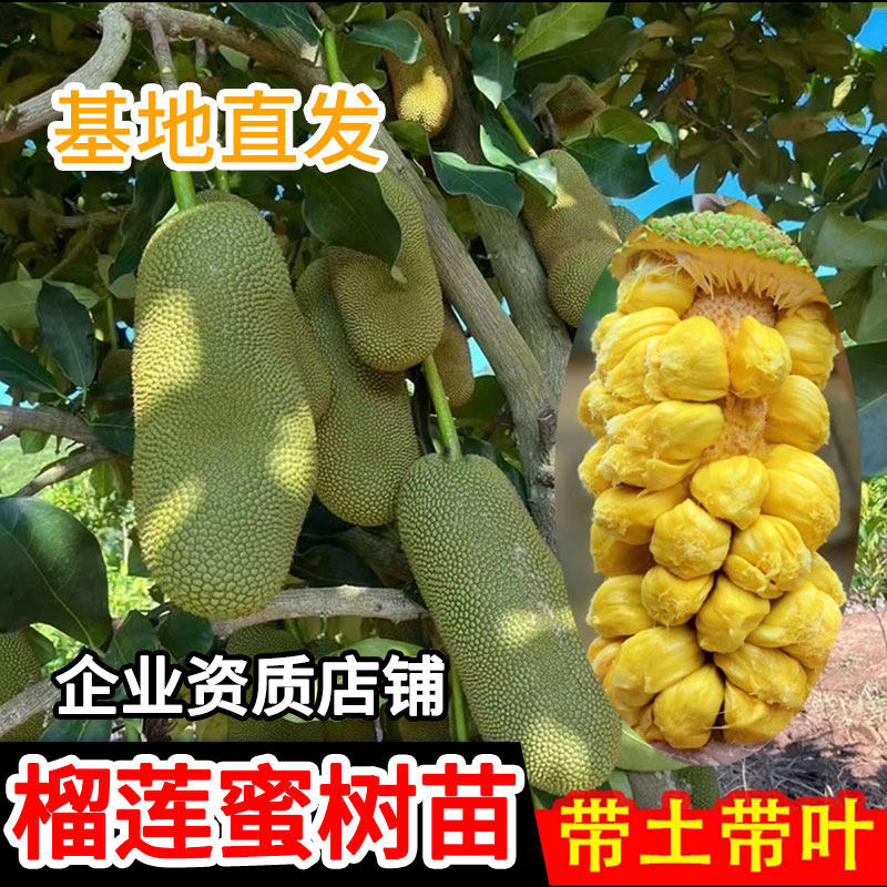 海南榴莲菠萝蜜树苗长孟尖菠萝蜜果树嫁接苗庭院地栽种植当年结果