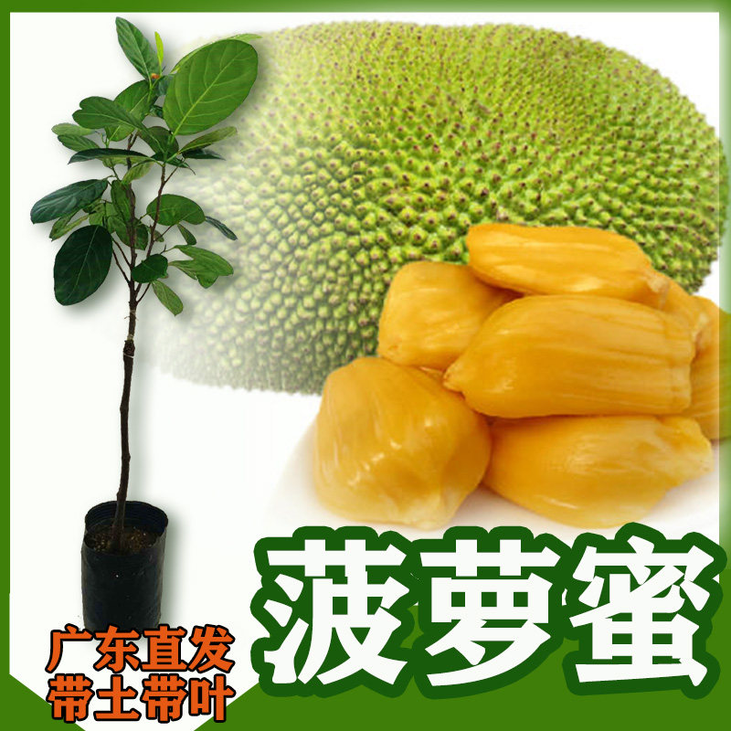 果树木菠萝蜜苗 马来西亚一号嫁接菠萝蜜果树四季结果 带土带叶