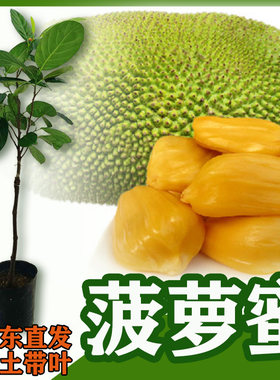 果树木菠萝蜜苗 马来西亚一号嫁接菠萝蜜果树四季结果 带土带叶