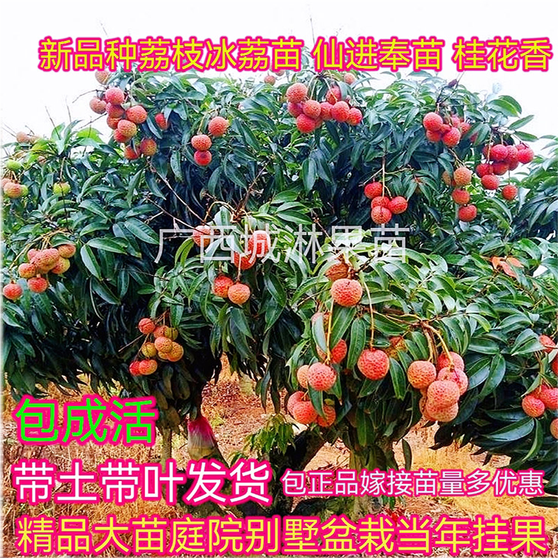 荔枝树苖无核桂味果树盆栽妃子笑水果树苗仙进奉嫁接果苗当年结果