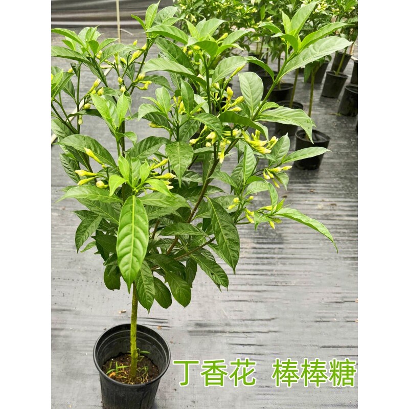 丁香花棒棒糖盆栽 露天阳台花园易养花卉 四季常青狗牙花盆景植物