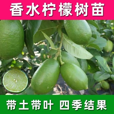 台湾四季广东无籽核香水柠檬树苗食用地栽南方种植青柠檬树苗盆栽
