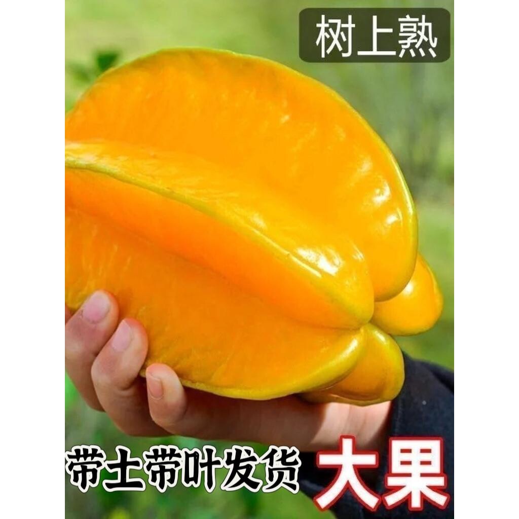 当年结果发货广东杨桃嫁接苗台湾蜜丝甜杨桃果苗盆栽地栽带土带叶