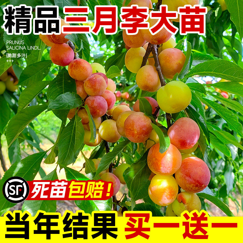 三月李子树苗红心新品种特大嫁接蜂糖李南方北方种植果树当年结果