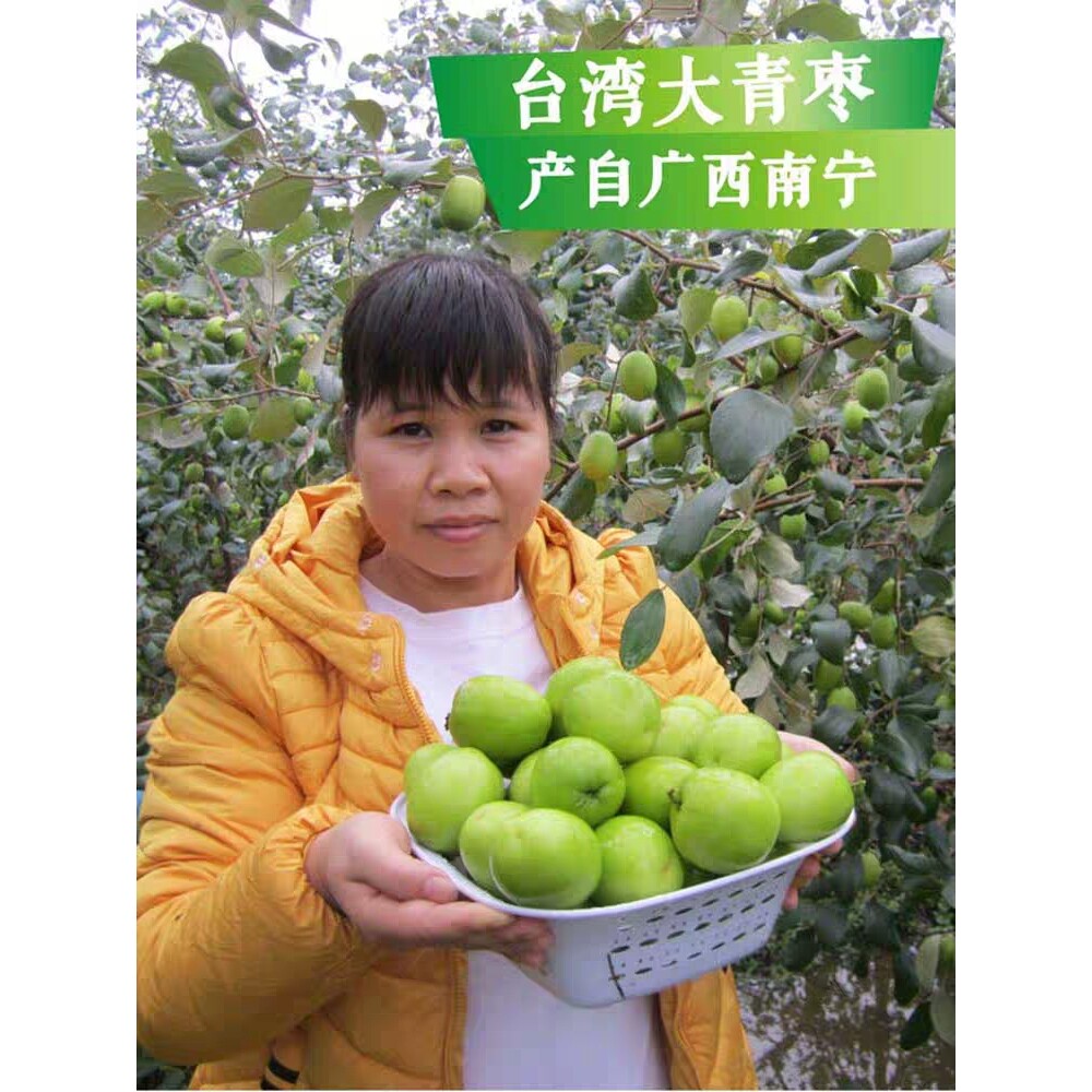 台湾大青枣果树果苗牛奶枣嫁接苗南方种植枣树苗盆栽地栽当年结果