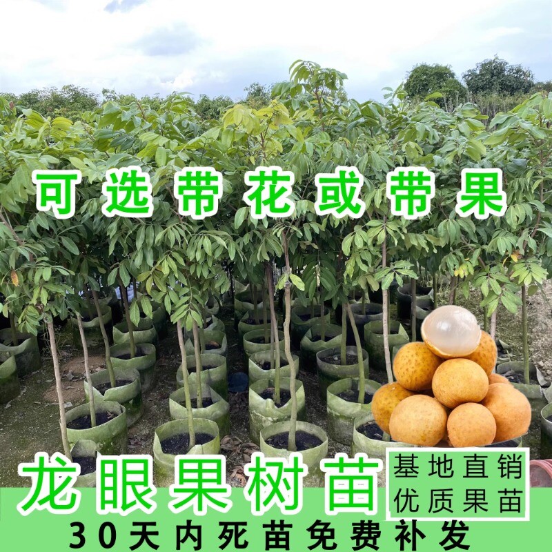 龙眼树苗嫁接石硖储良特大四季当年结果盆栽桂圆水果树苗南方庭院