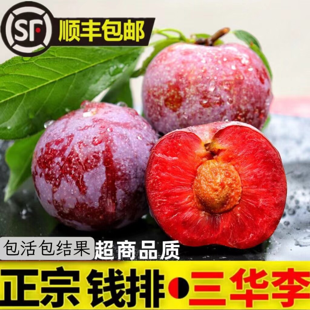 水果正宗钱排银妃三华李子树苗嫁接苗红心早熟李子苗蜂糖李子树苗