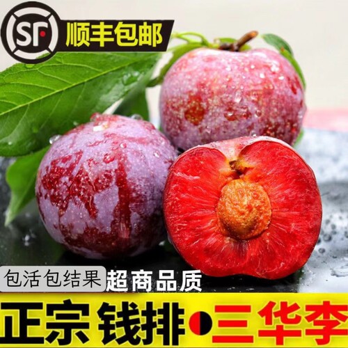 水果正宗钱排银妃三华李子树苗嫁接苗红心早熟李子苗蜂糖李子树苗