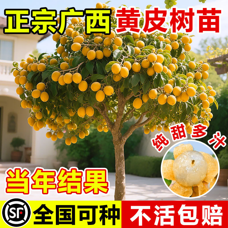 贵妃黄皮树苗正宗广西纯甜果树果苗带土带叶南方北方庭院种植盆栽