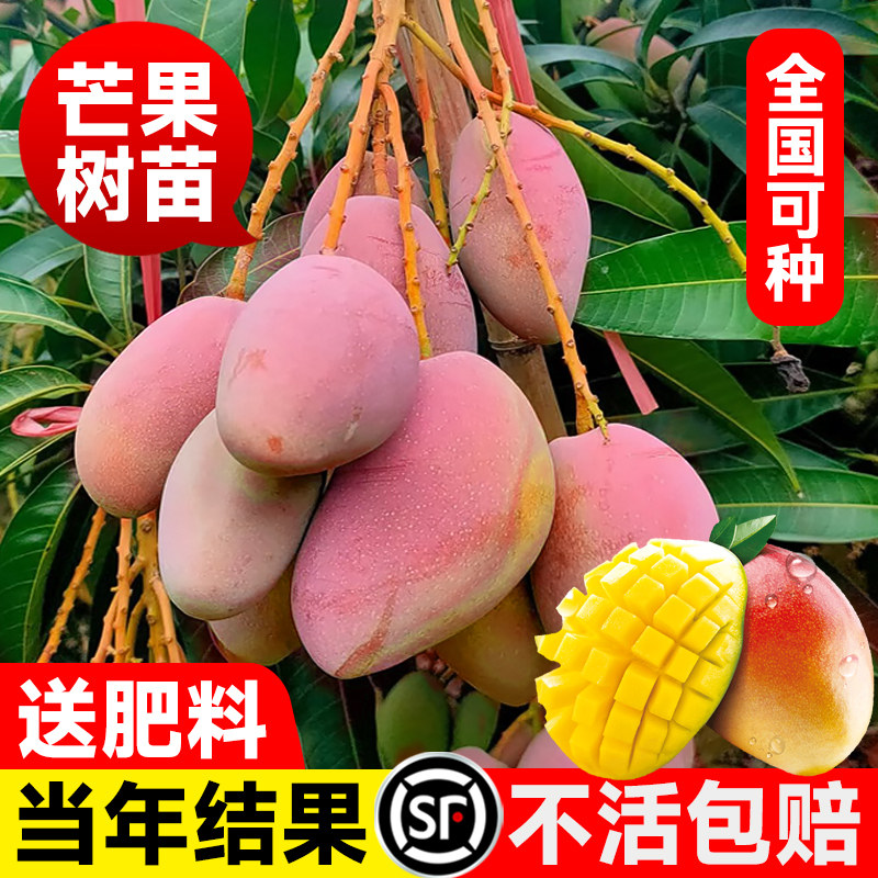 芒果树苗正宗嫁接金煌芒果苗树庭院阳台当年结果南方地栽盆栽好养
