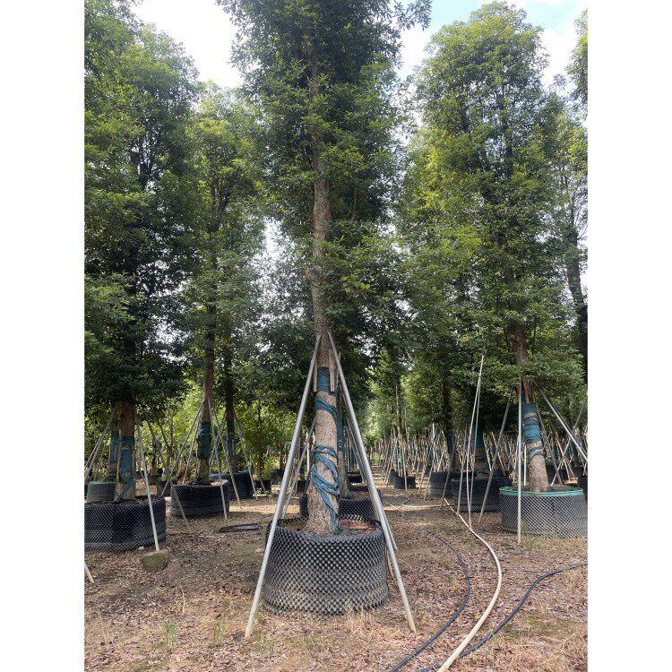 正宗四川金丝楠木树小叶桢楠树苗金丝楠大树金丝楠木庭院风景树苗