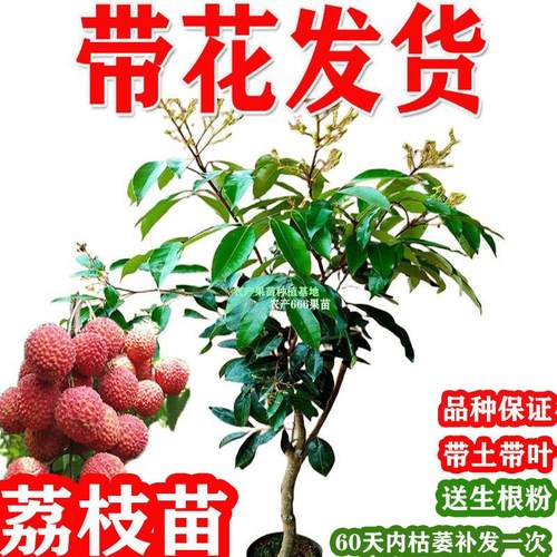 荔枝树苗带花荔枝苗冰荔桂味无核荔枝嫁接苗带土叶南方种植水果苗