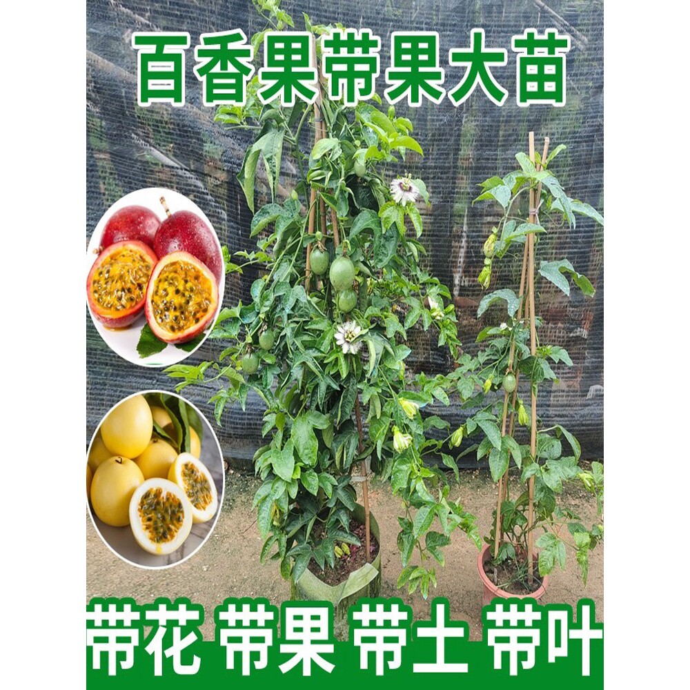 百香果苗黄金百香果树果苗四季爬藤带花带果特大盆栽地栽当年结果