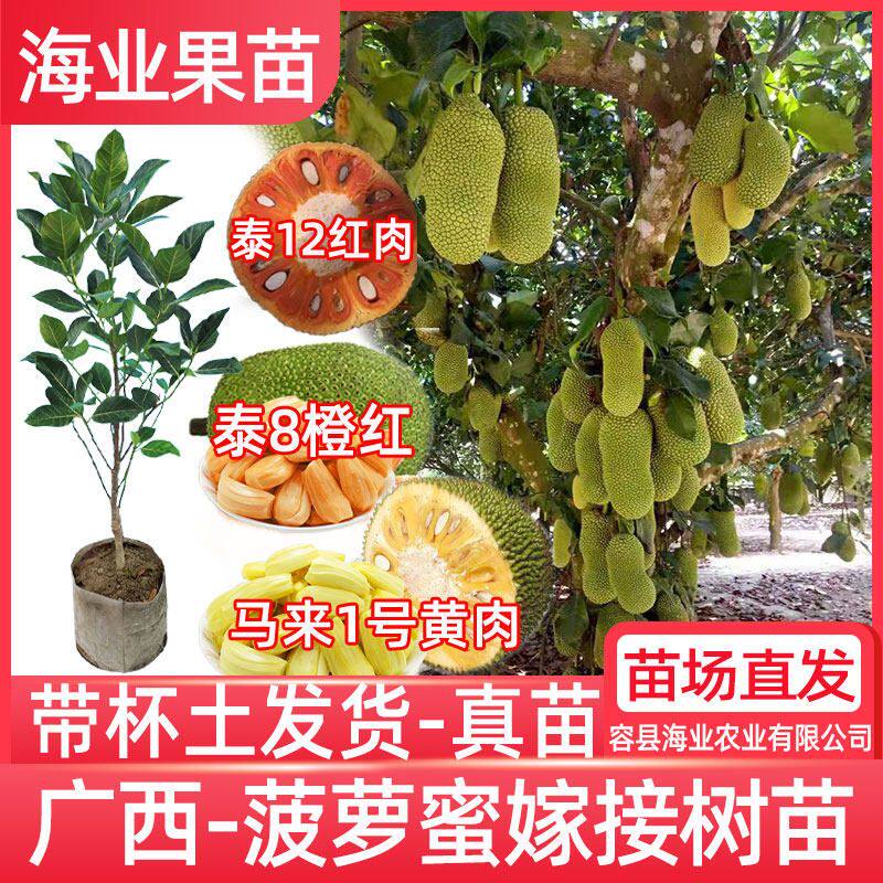 菠萝蜜树树苗嫁接印尼红肉泰国干苞海南四季榴莲蜜木菠萝蜜果树苗