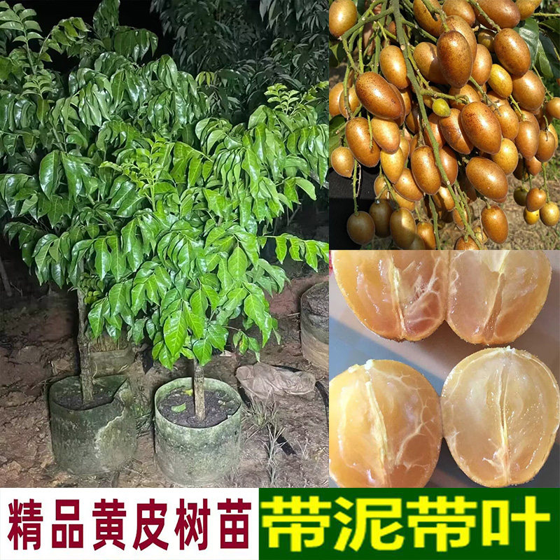 嫁接高产紫肉黄皮果树苗无核黄皮树苗黑黄皮冰糖黄皮果苗盆栽地栽