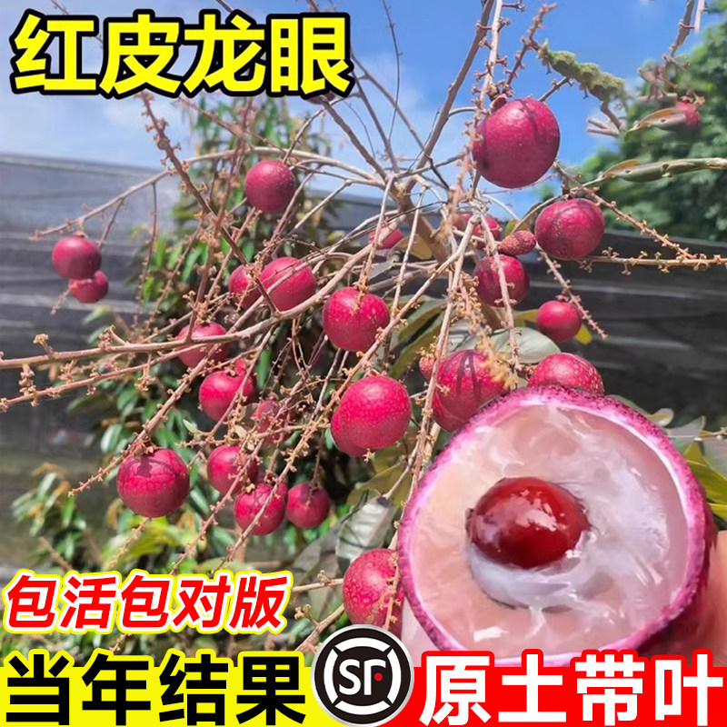 红皮龙眼树苖嫁接盆栽树苗储良桂圆石硖南方四季种植地栽当年结果