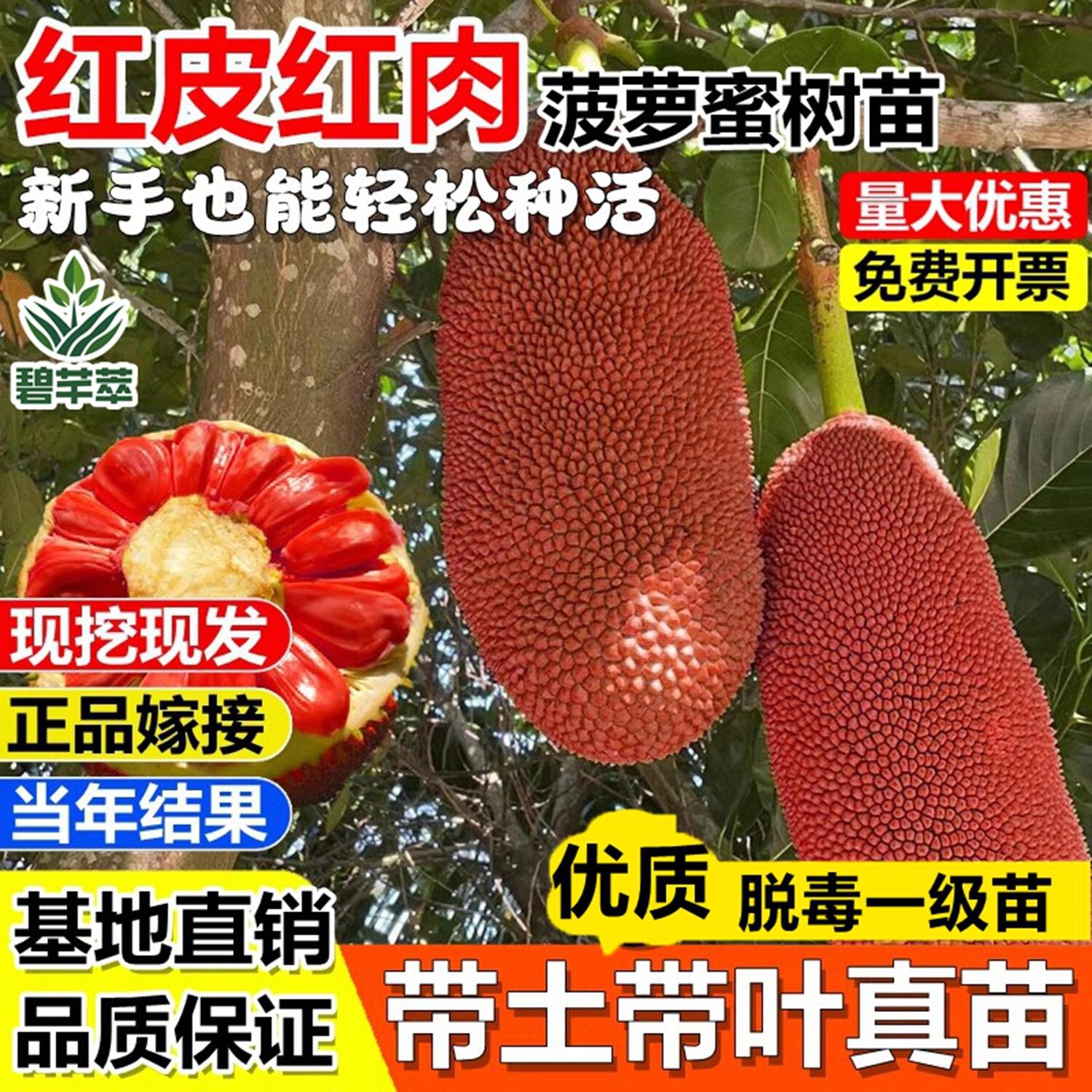 新品红皮红肉菠萝蜜嫁接果树苗泰国红肉马来西亚盆栽地栽当年结果