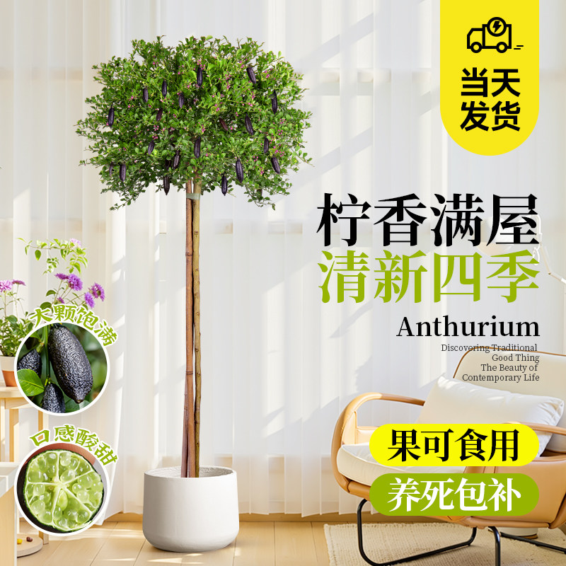 柠檬树苗带果盆栽植物庭院阳台室内大型棒棒糖手指柠檬树客厅绿植