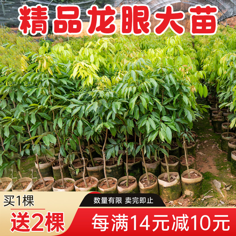 精品石硖龙眼树苗带土带叶储良龙眼树苗盆栽地栽嫁接四季龙眼树苗