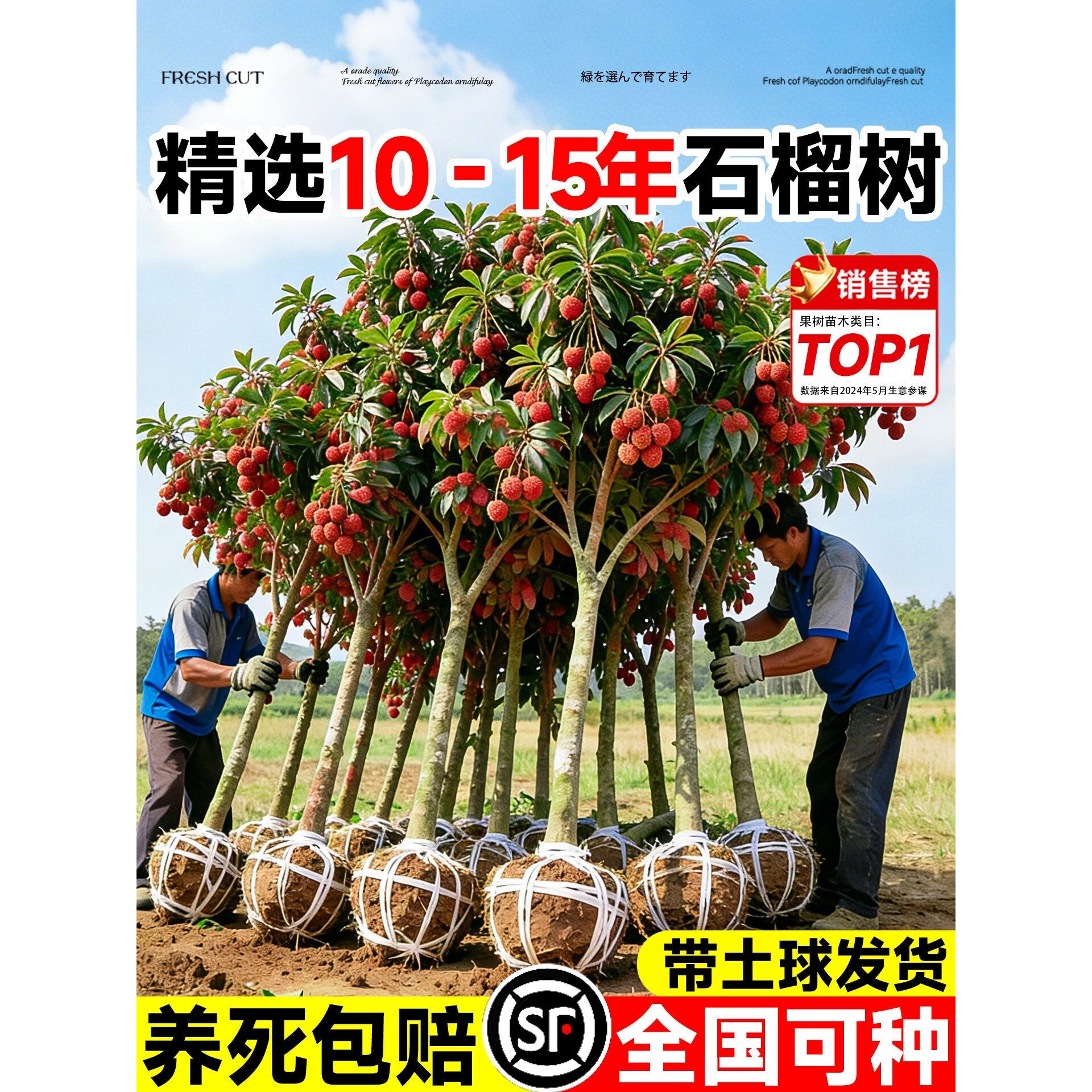 特大号荔枝树苗嫁接果树苗无核桂味南北方四季种植庭院盆栽水果苗