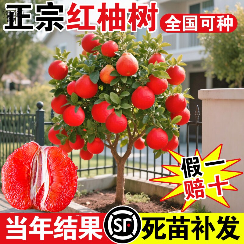 嫁接新品泰国暹罗柚子树苗南北方四季种植红心蜜柚三红柚子水果苗