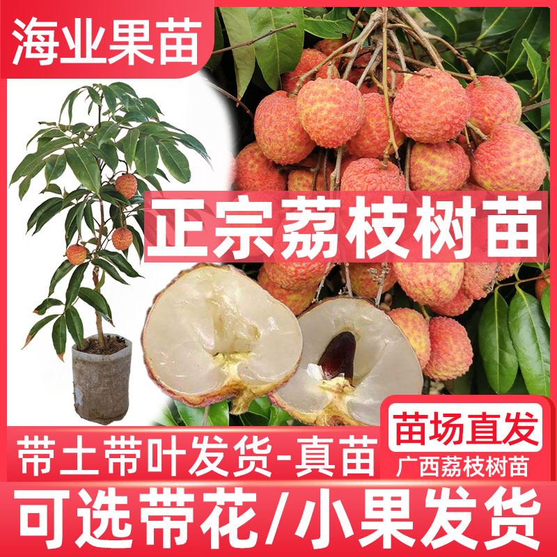 荔枝树苗嫁接仙进奉早熟妃子笑桂味荔枝苗南方庭院盆栽地栽带土