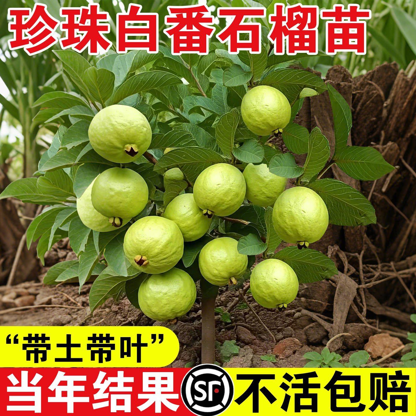 四季珍珠白心番石榴苗台湾西瓜芭乐果苗南方种当年结果嫁接果树苗