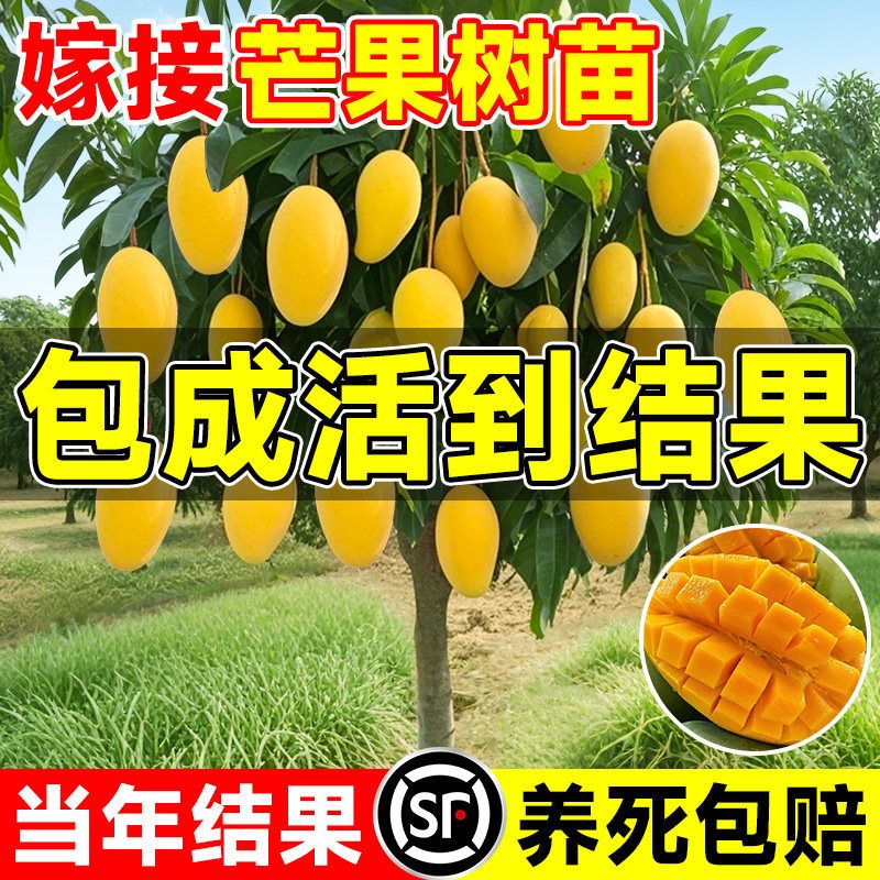 芒果树果苗树苗金煌芒四季芒特大树嫁接盆栽地栽当年结果南北种植