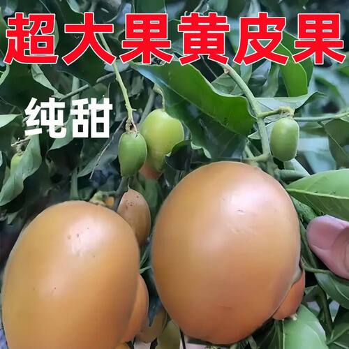 正宗嫁接鸡心黄皮果树果苗纯甜冰糖黄皮南方种植黑金黄皮果苗带土