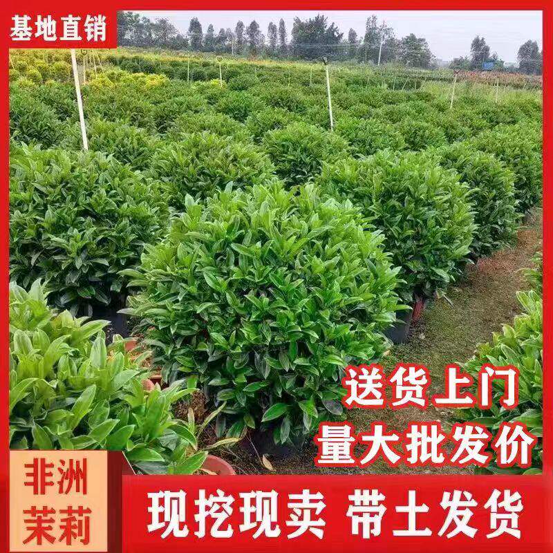 非洲茉莉盆栽四季常青庭院大型绿植净化空气客厅办公室耐热植物