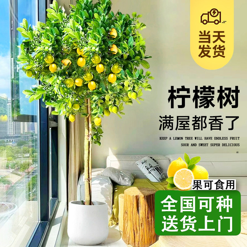 香水柠檬树盆栽客厅大型绿植带果可食用无籽老桩棒棒糖庭院开花