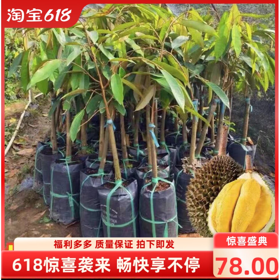正宗泰国榴莲树苗嫁接金枕黑刺榴莲猫山苗南方种植盆栽地栽结果