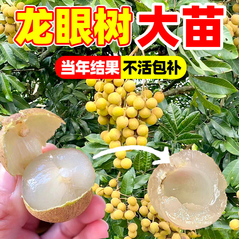 广西龙眼树苖嫁接大苗盆栽四季果树苗石硖桂圆当年结果南方水果苗