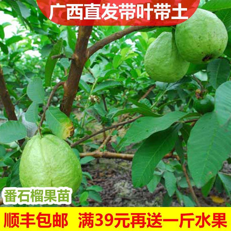 特大果番石榴苗芭乐树苗台湾珍珠白心红心嫁接苗四季盆栽当年结果