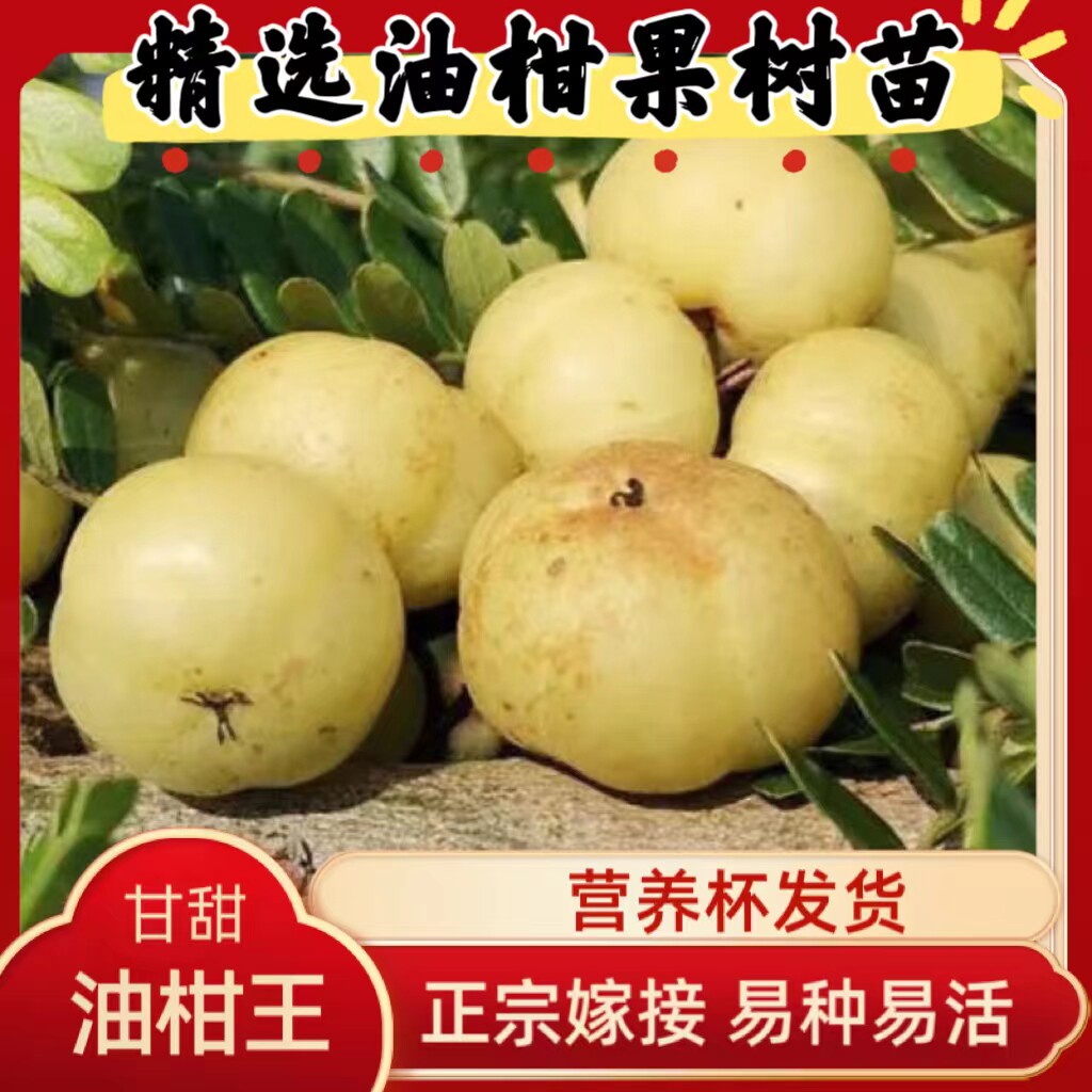 潮汕油甘果苗嫁接崩坎狮头甜种油甘赤皮甜油甘果树苗四季结果包教