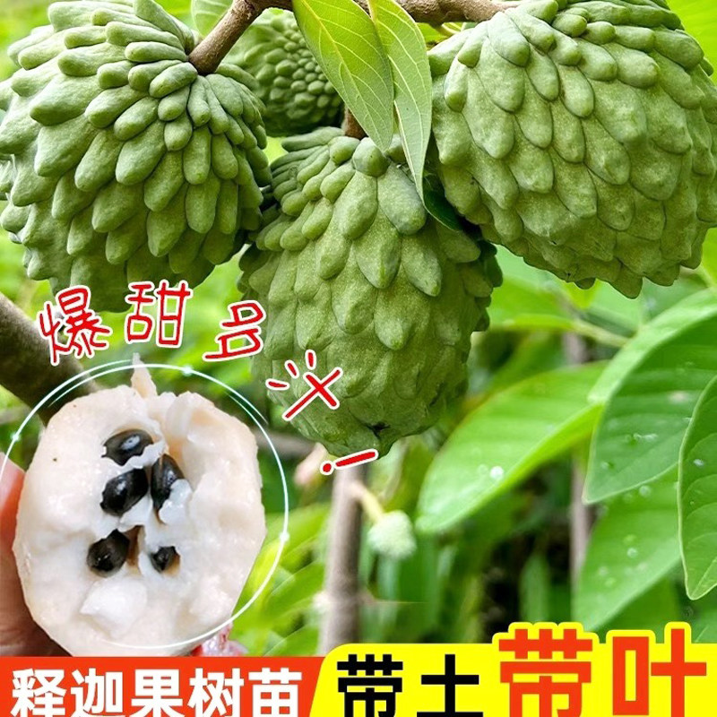 台湾凤梨释迦果苗树嫁接特大番荔枝佛陀果苗庭院当年结果带土南方