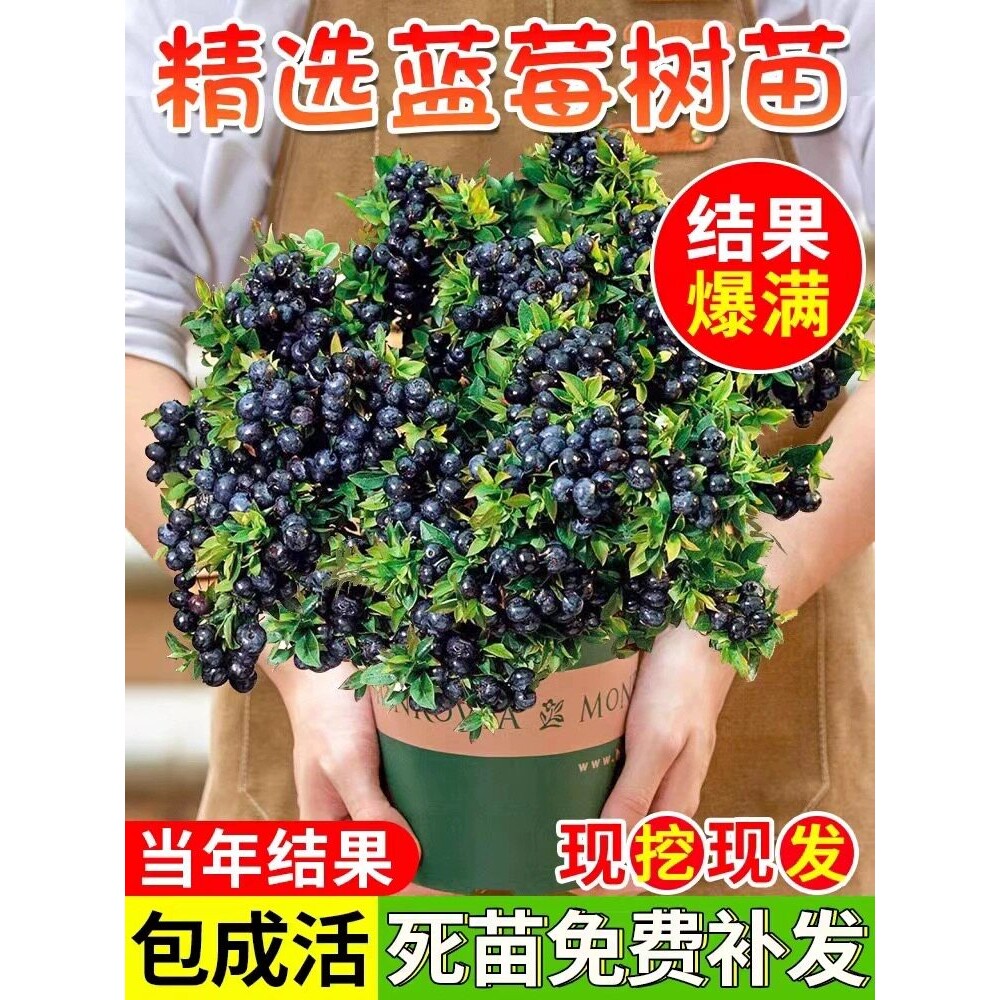 蓝莓树果苗蓝莓苗盆栽地栽果苗带大果南北方种植苗兔眼绿宝石果树