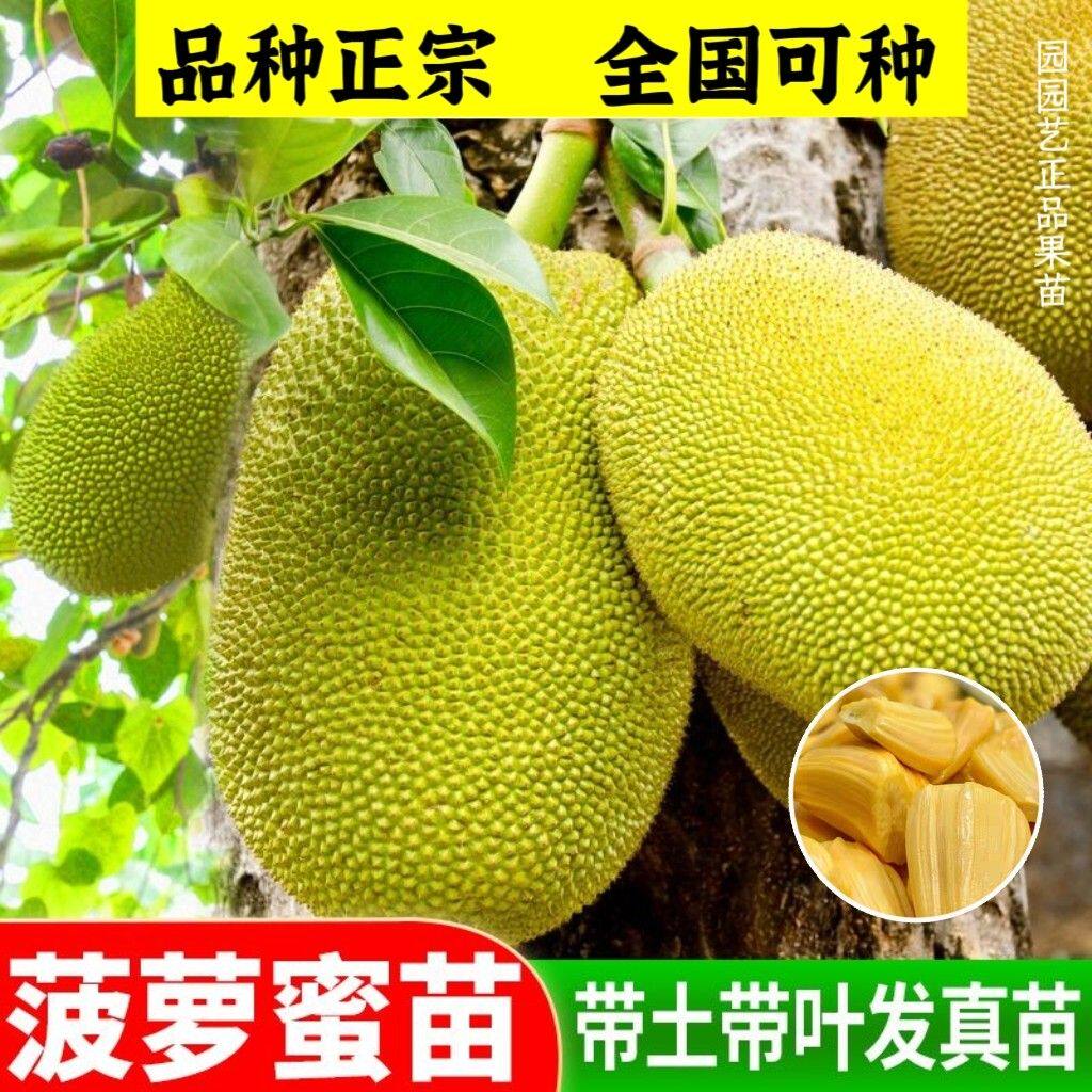 四季菠萝蜜树树苗嫁接红肉菠萝蜜树苗马来西亚1号黄肉干苞果树苗