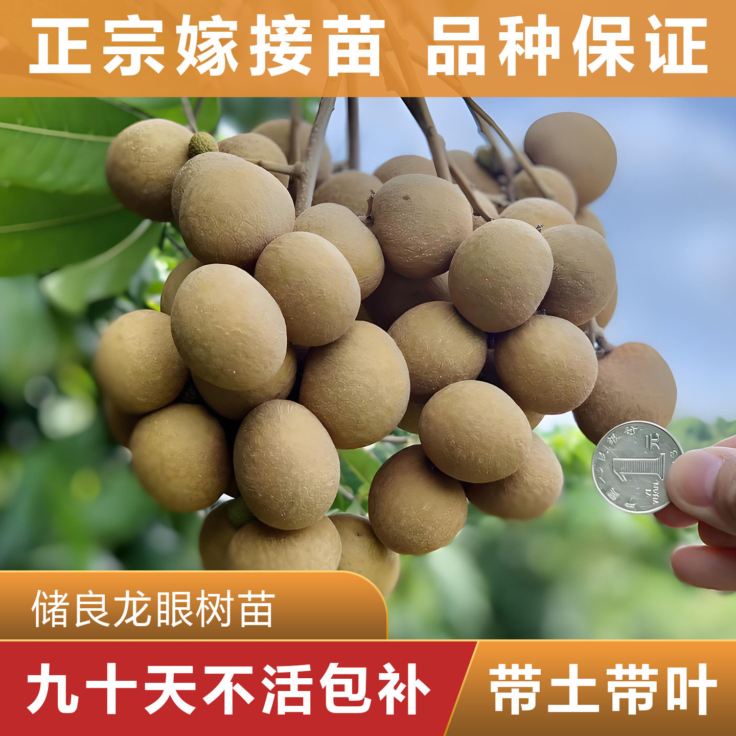 储良龙眼树苗 正宗嫁接苗 可盘栽地栽 原杯原土带叶发货