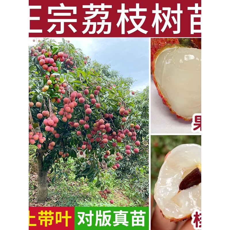 荔枝果树苗正宗糯米糍冰荔无核妃子笑仙进奉庭院嫁接南方桂味大苗
