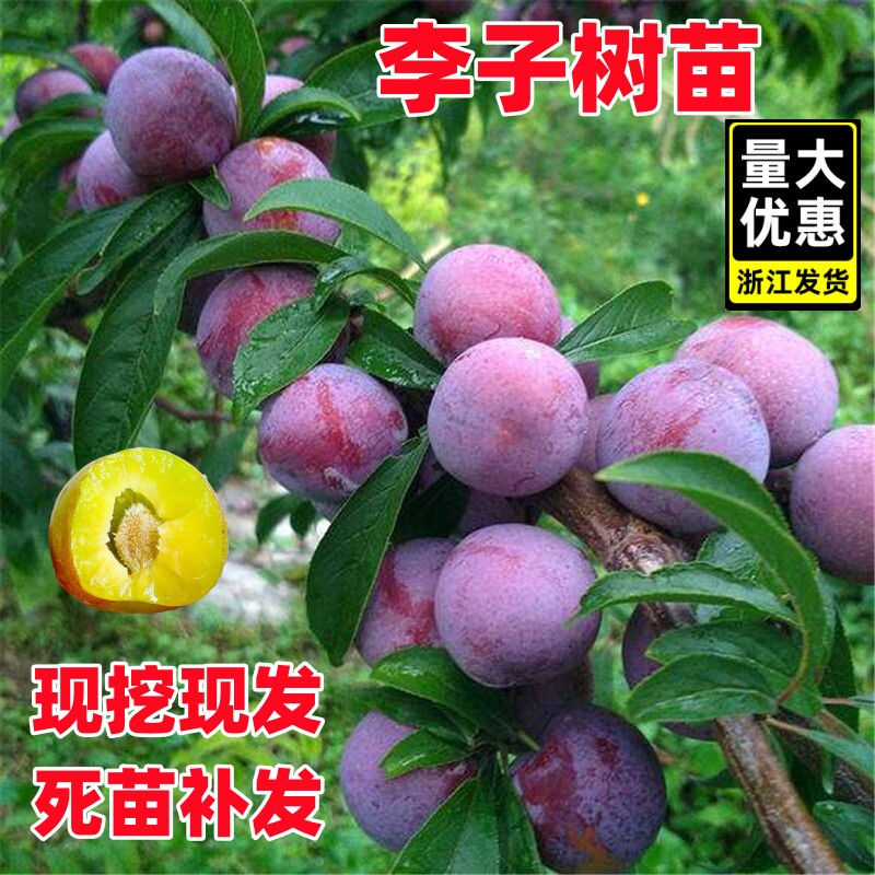 李子树苗嫁接蜂糖特大晚熟三华西梅李子苗庭院南北方种植果树果苗