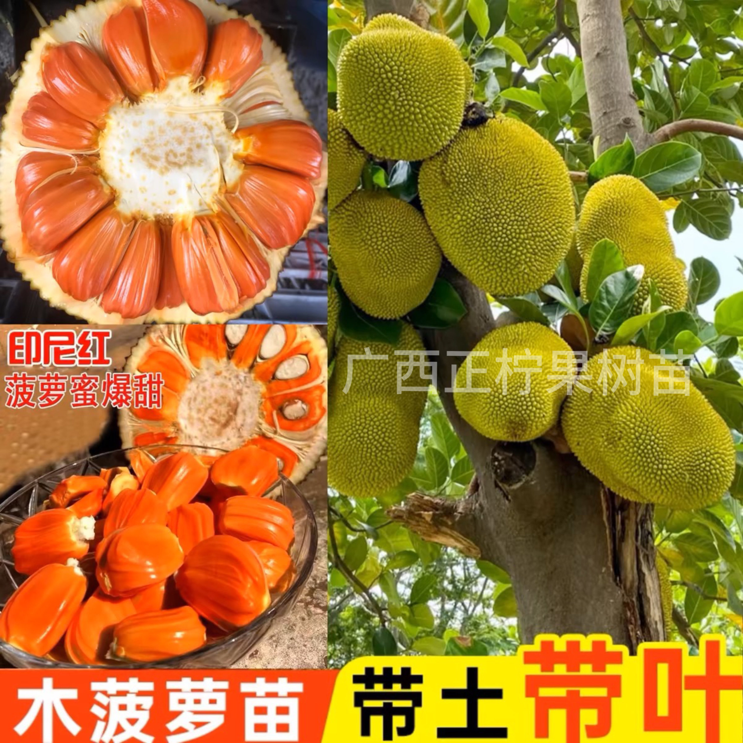 印尼红肉菠萝蜜树苗马来西亚一号 泰国8号 泰国12号菠萝蜜树苗