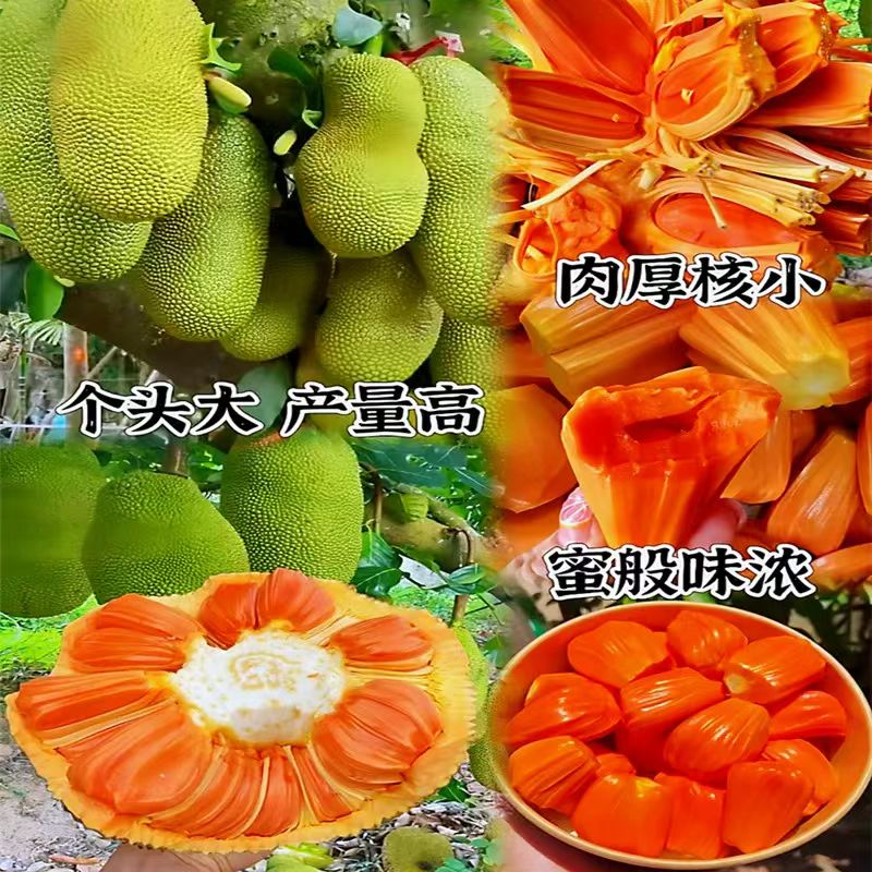 正宗印尼红心菠萝蜜树苗嫁接苗当年结果红心菠萝蜜果树苗地栽盆栽