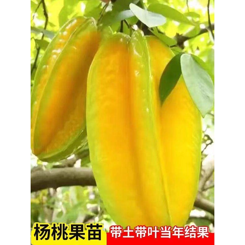 杨桃树果苗台脆甜湾甜杨桃苗嫁接果树果苗阳台庭院盆地栽当年结果