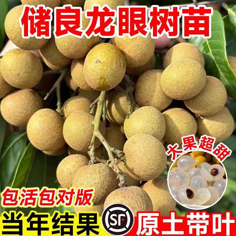 储良龙眼树苖嫁接盆栽树苗白核桂圆石硖南方四季种植地栽当年结果