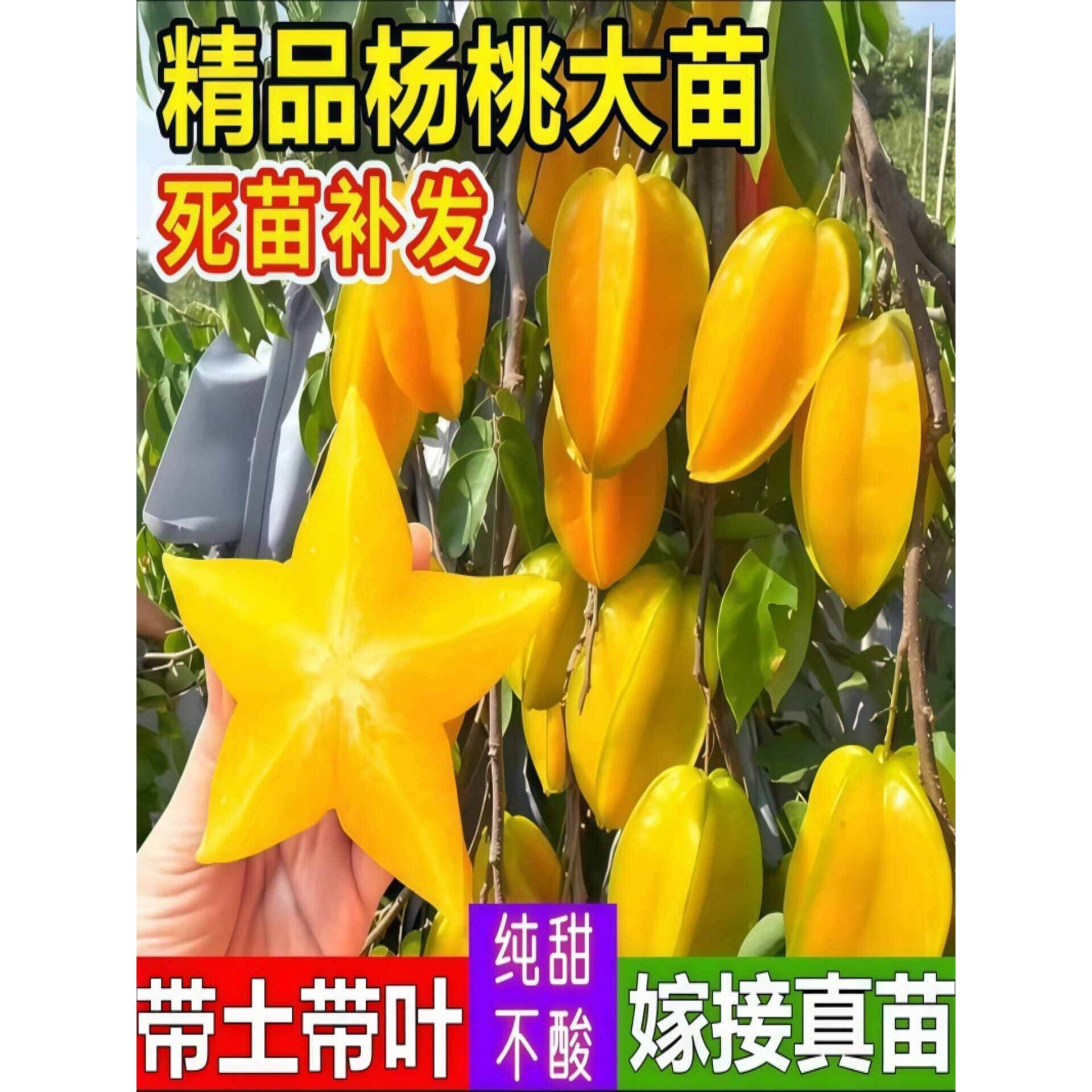 【广西基地】新品甜红杨桃树嫁接苗四季马来西亚甜杨桃苗盆栽地栽