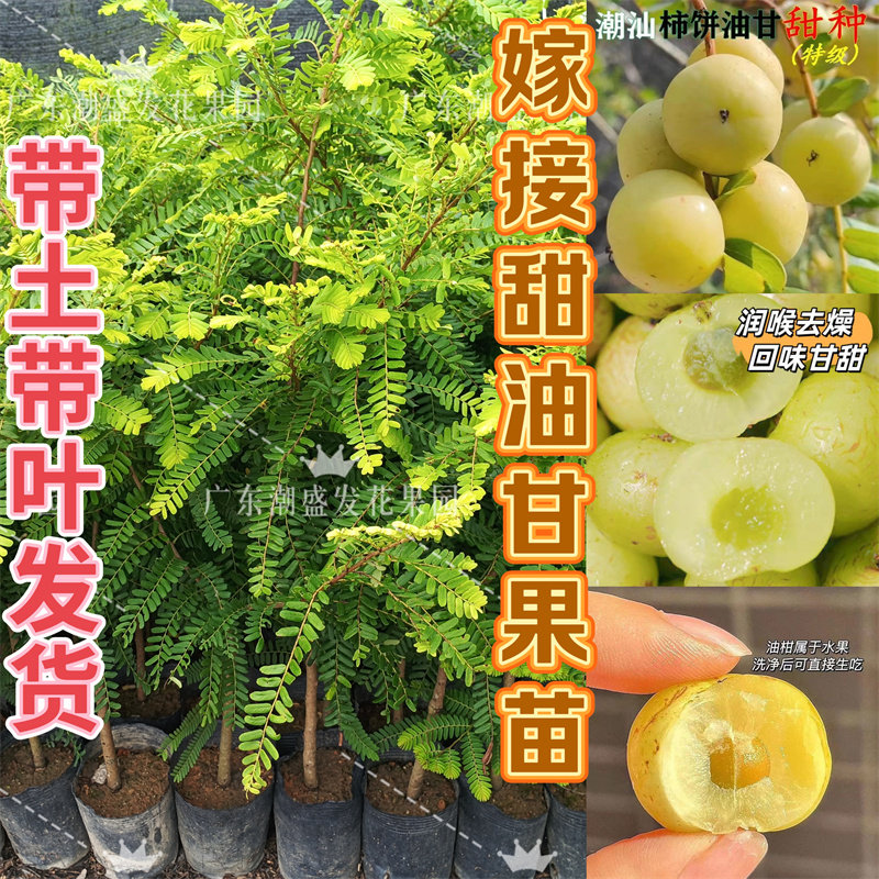 广东甜种油甘果树苗余甘子嫁接柿饼甜油甘果苗崩坎甜油甘当年结果